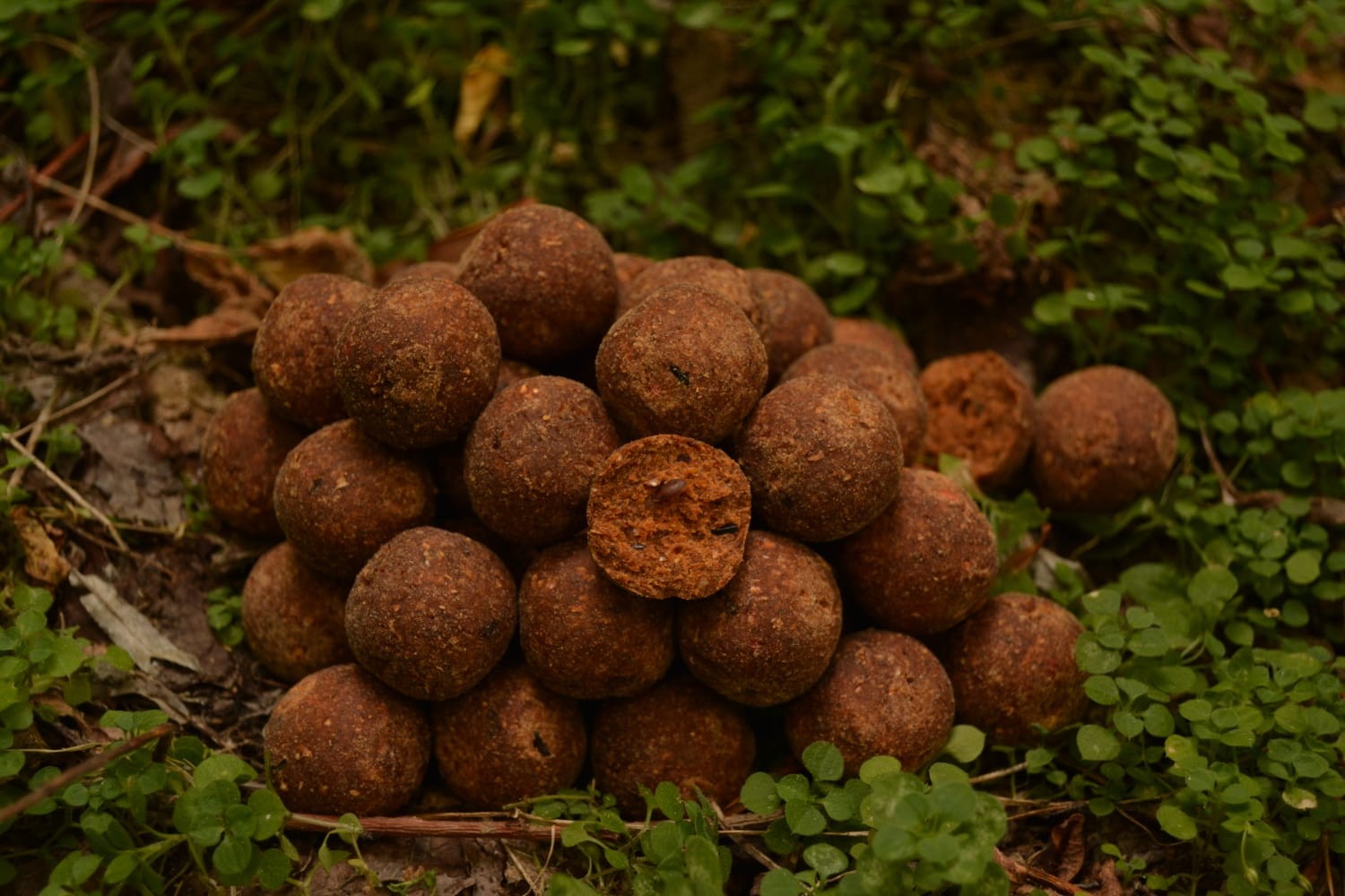 Boilies HERCULES 250g 24mm SALMON