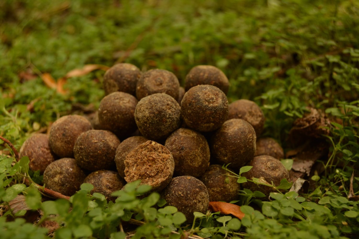 Boilies HERCULES 250g 24mm Liver - Strong Bufallo