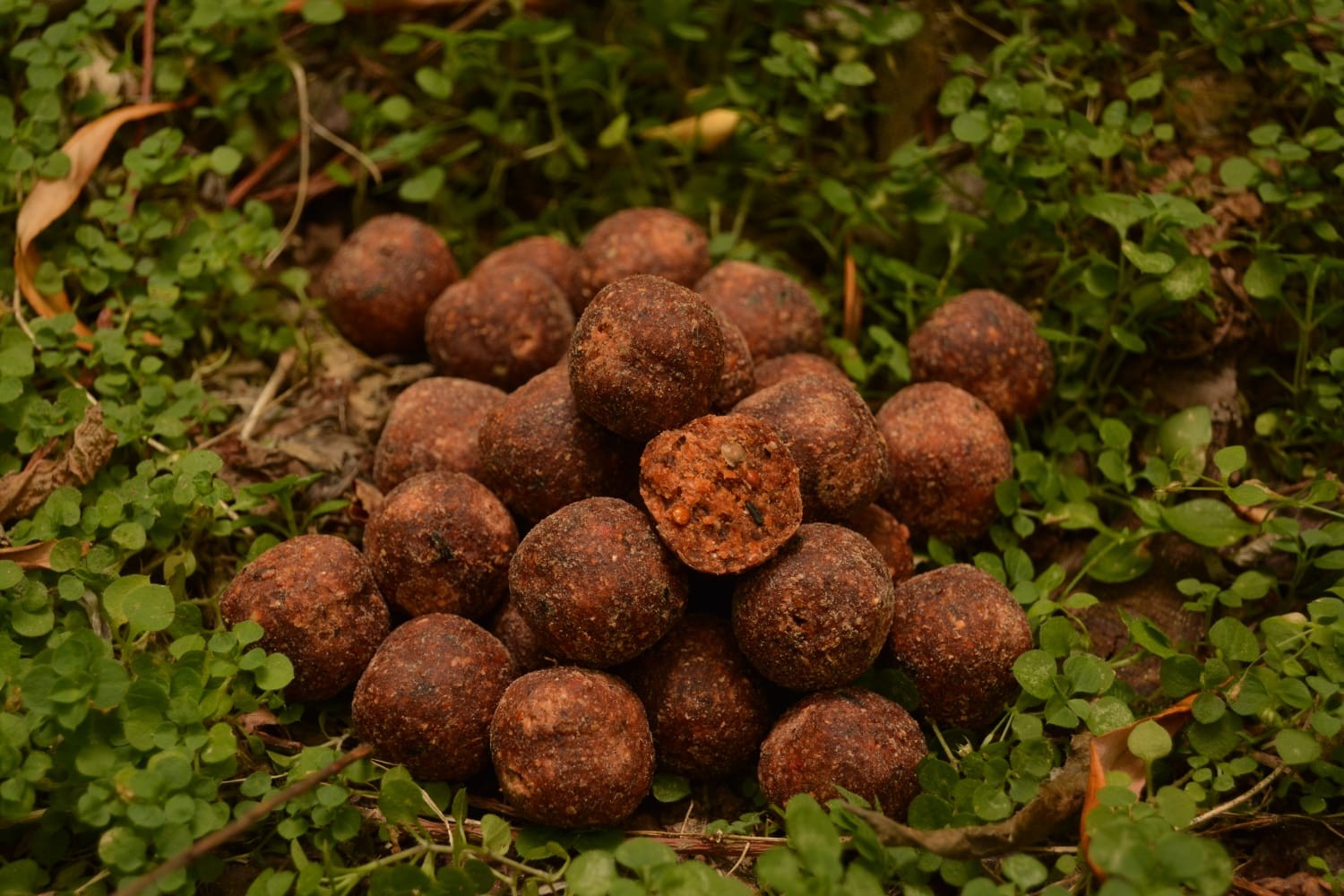 Boilies HERCULES 250g 24mm Robin Red - Forest Fruits