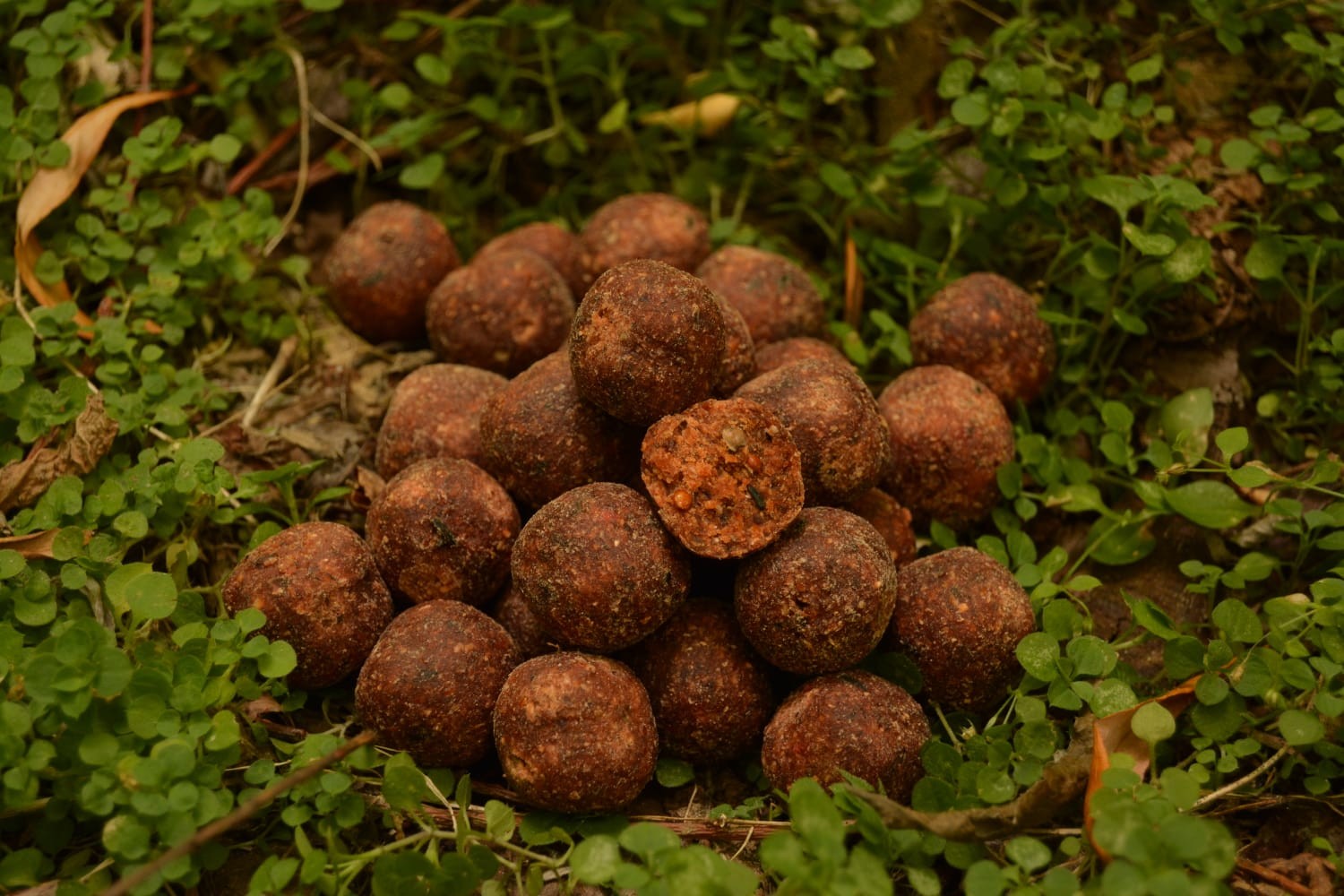 Boilies ELEMENT 1kg 24mm Robin Red - Forest Fruit